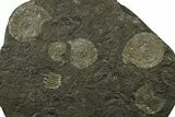 Fossil Ammonite Cluster - Posidonia Shale, Germany #383716-1